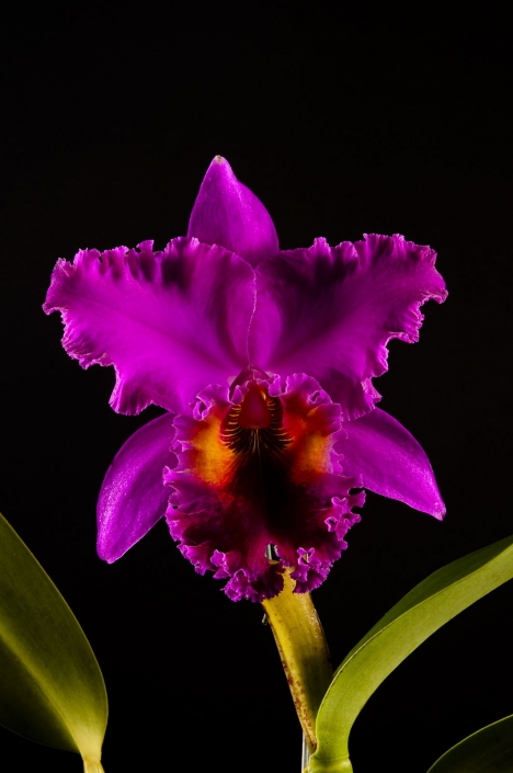 Blc Ray Holmes Newberry