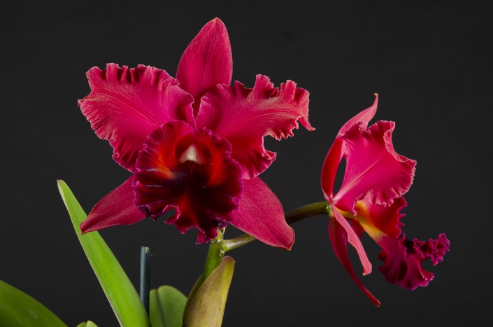 Blc. Fort Watson Mendenhall