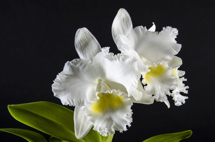 C Swan Lake ‘Cimmaron Valley’ x C Lucille Small C Swan Lake 'Cimmaron Valley' x C Lucille Small 'Marshall'