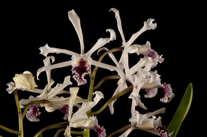 Laelia crispa