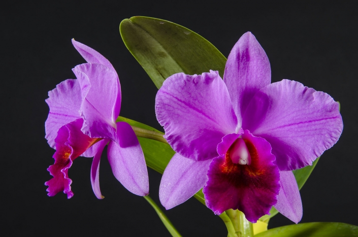 Lc Mini Purple x C percivaliana Mendenhall-Summit