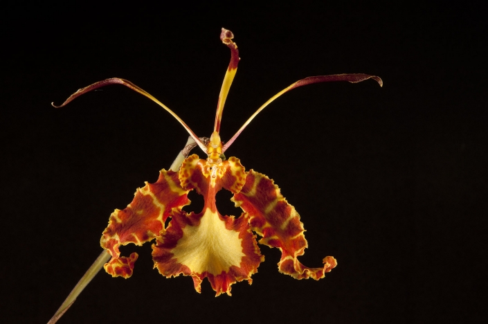 PSYCHOPSIS MENDENHALL