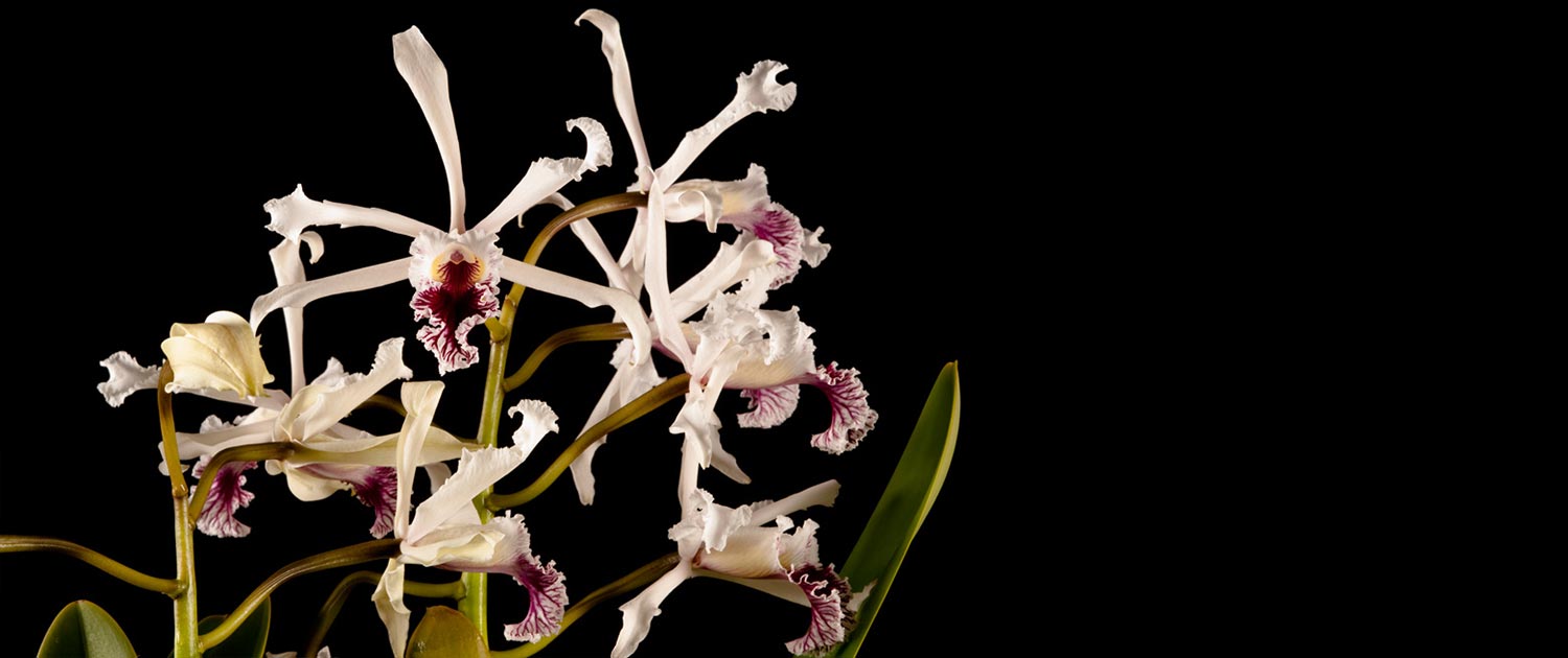 Home Outeniqua Orchids, Garden Route orchid nursery, Orchids Western Cape