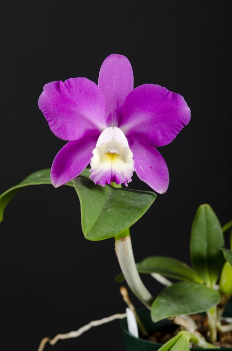 orchid1
