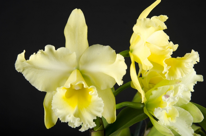 orchid2