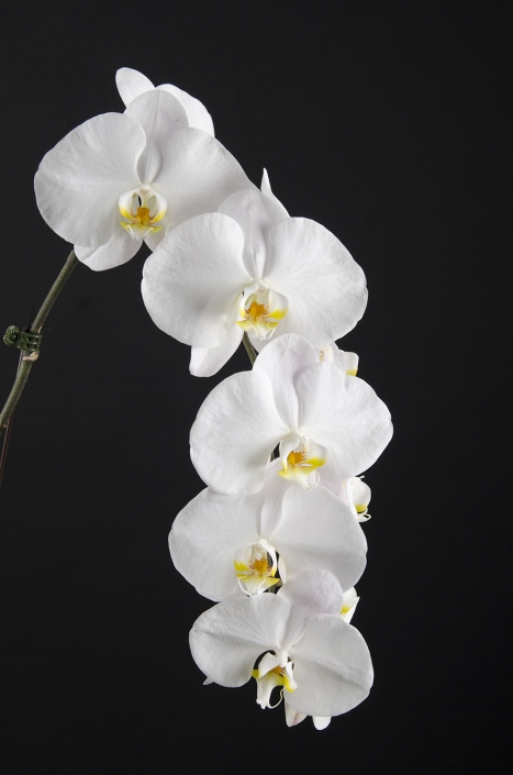 orchid3