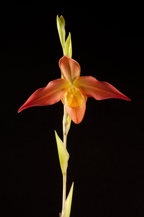 orchid4