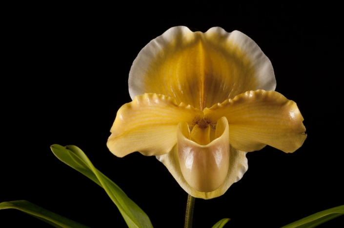 orchid6