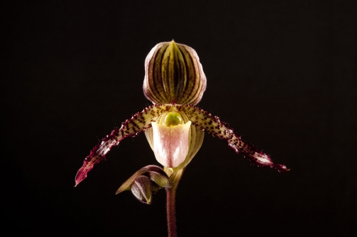 orchid7