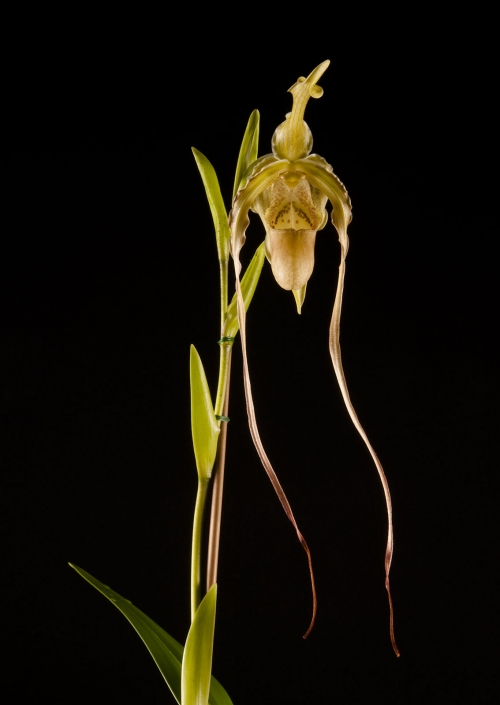 orchid9