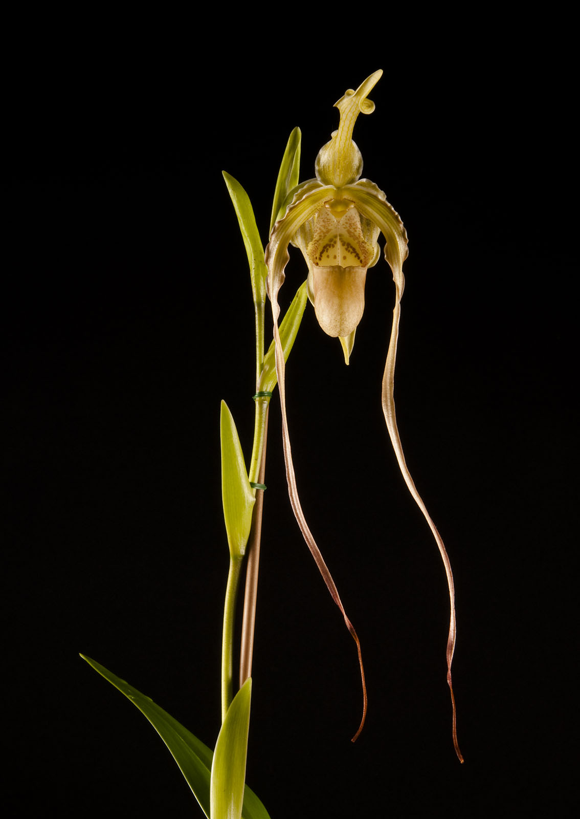 84 Phrag Grade x longifolium Outeniqua Orchids, Garden Route orchid